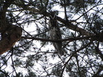 20090520 Owls in Soesterduinen